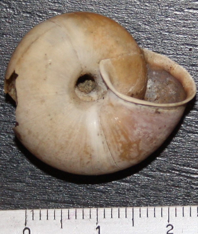Chilostoma planospira?